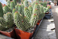 Hoodia - Hoodia gordonii - El Nou Garden