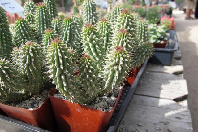 Hoodia - Hoodia gordonii - El Nou Garden
