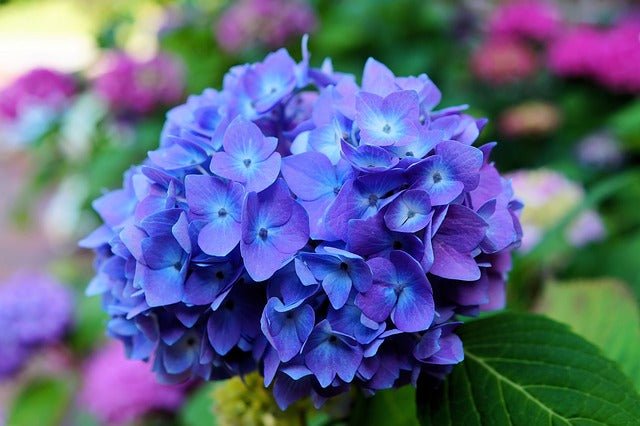 Hortensia - Hydrangea macrophylla - El Nou Garden