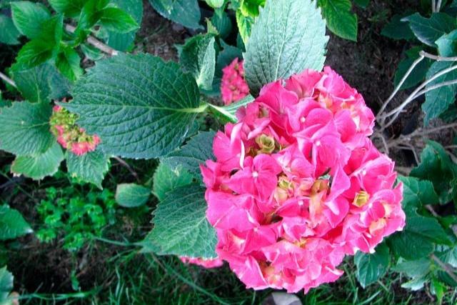 Maceta: 5 litros / Rosa fucsia