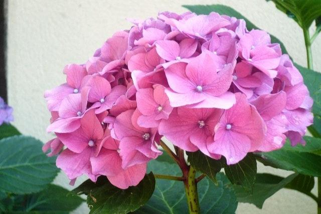 Maceta: 5 litros / Rosa pálido