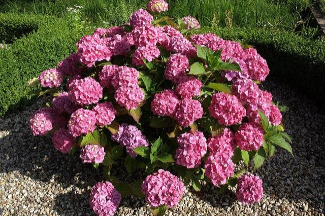 Hortensia - Hydrangea macrophylla - El Nou Garden