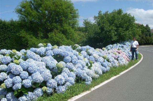 Hortensia - Hydrangea macrophylla - El Nou Garden