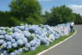 Hortensia - Hydrangea macrophylla - El Nou Garden