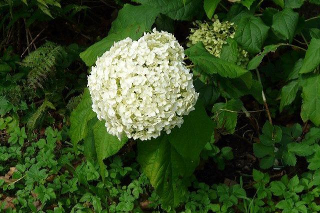 Hortensia - Hydrangea macrophylla - El Nou Garden