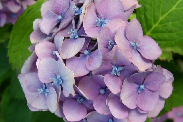 Hortensia - Hydrangea macrophylla - El Nou Garden