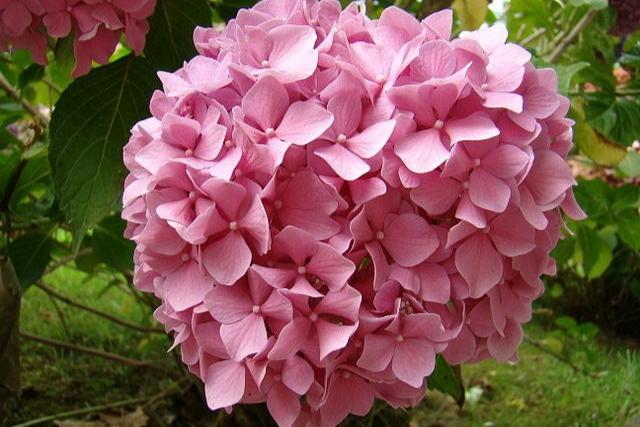 Hortensia - Hydrangea macrophylla - El Nou Garden