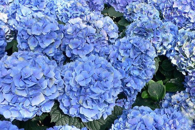 Hortensia - Hydrangea macrophylla - El Nou Garden