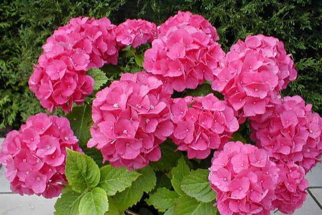 Hortensia - Hydrangea macrophylla - El Nou Garden