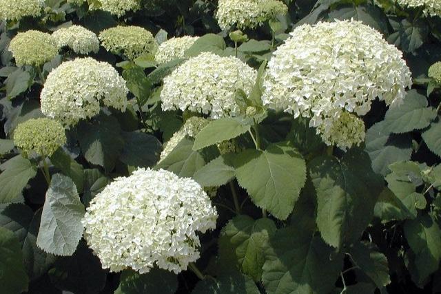 Maceta: 3 litros / Blanco