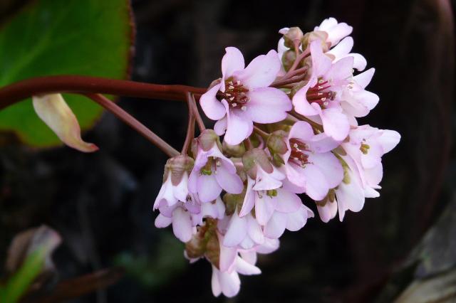 Hortensia de invierno - Bergenia crassifolia - El Nou Garden