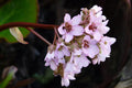 Hortensia de invierno - Bergenia crassifolia - El Nou Garden