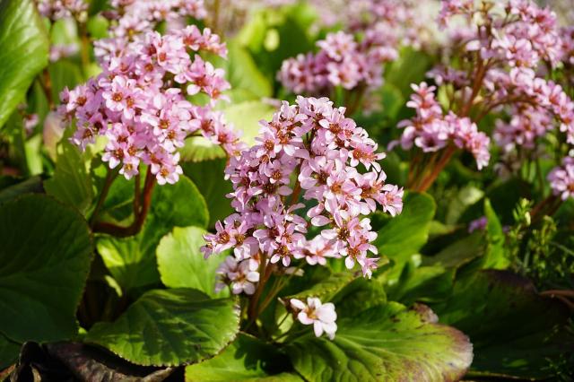 Hortensia de invierno - Bergenia crassifolia - El Nou Garden