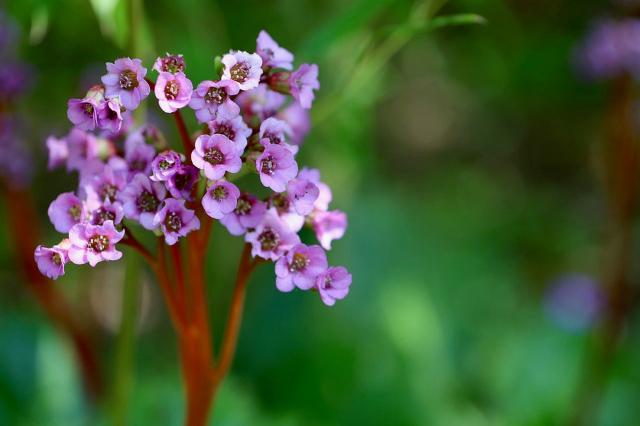 Hortensia de invierno - Bergenia crassifolia - El Nou Garden