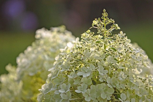 Hortensia paniculata Bobo - Hydrangea paniculata - El Nou Garden