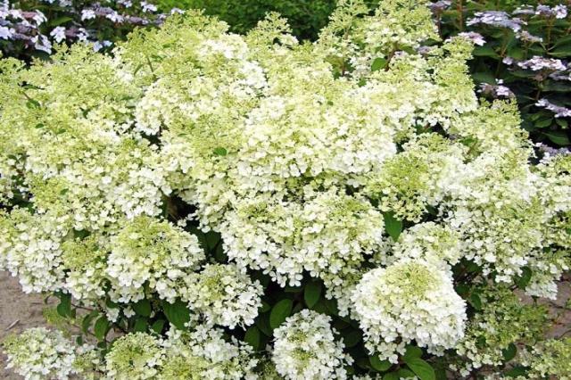Hortensia paniculata Bobo - Hydrangea paniculata - El Nou Garden