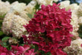 Hortensia paniculata Diamant Rouge - Hydrangea paniculata - El Nou Garden