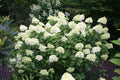 Hortensia paniculata Limelight - Hydrangea paniculata - El Nou Garden