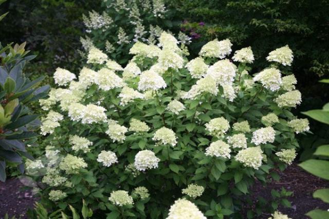 Hortensia paniculata Limelight - Hydrangea paniculata - El Nou Garden