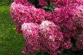 Hortensia paniculata Pinky - Winky - Hydrangea paniculata - El Nou Garden