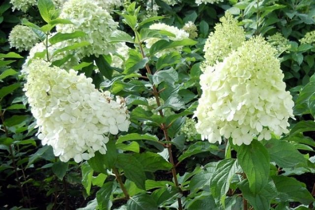 Hortensia paniculata Polar Bear - Hydrangea paniculata - El Nou Garden