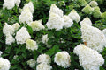 Hortensia paniculata Polar Bear - Hydrangea paniculata - El Nou Garden