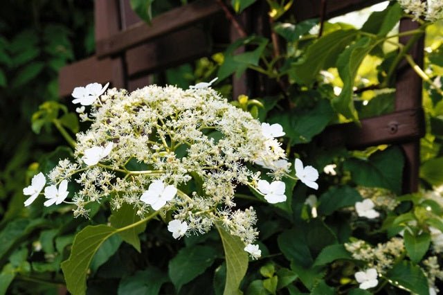 Hortensia trepadora - Hydrangea anomala petiolaris - El Nou Garden