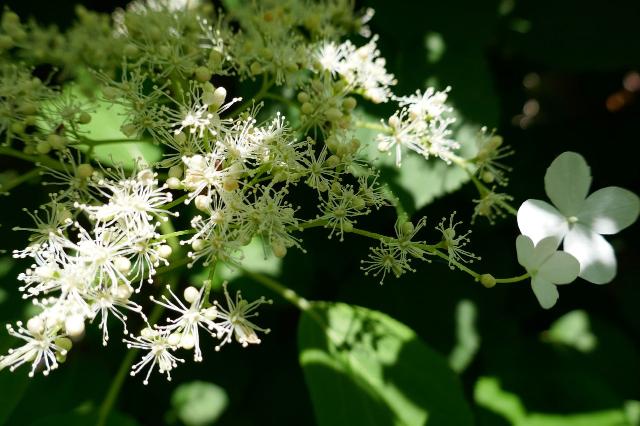 Hortensia trepadora - Hydrangea anomala petiolaris - El Nou Garden