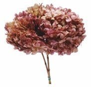 Hortensias Standard - Verdissimo - El Nou Garden