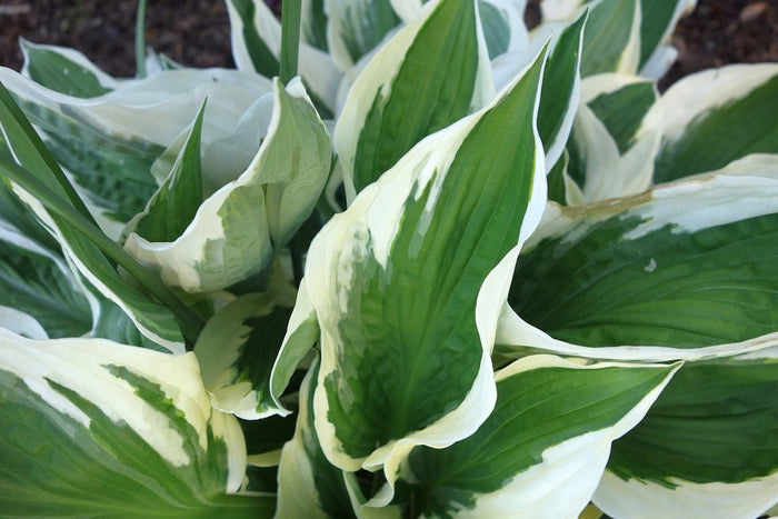 Hosta Fluctuans - El Nou Garden