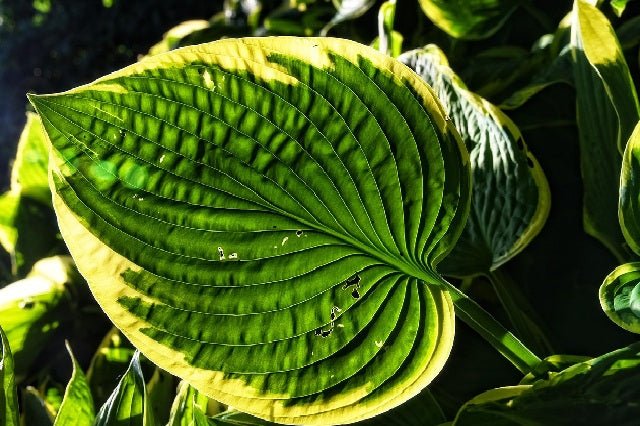 Hosta Sieboldiana - El Nou Garden