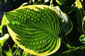 Hosta Sieboldiana - El Nou Garden