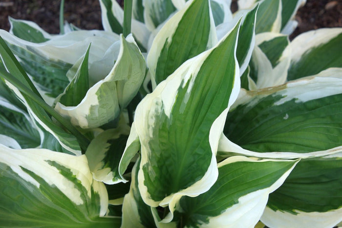 Hosta Sieboldiana - El Nou Garden