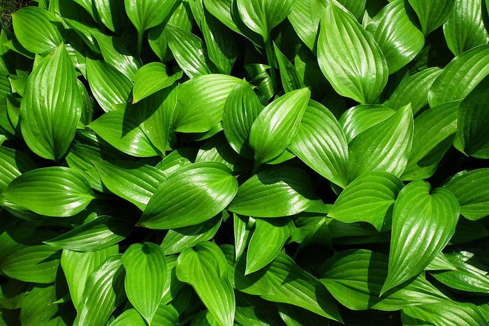 Hosta Sieboldiana - El Nou Garden