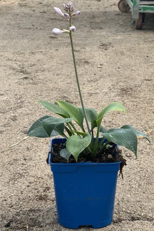 Hosta Sieboldiana - El Nou Garden