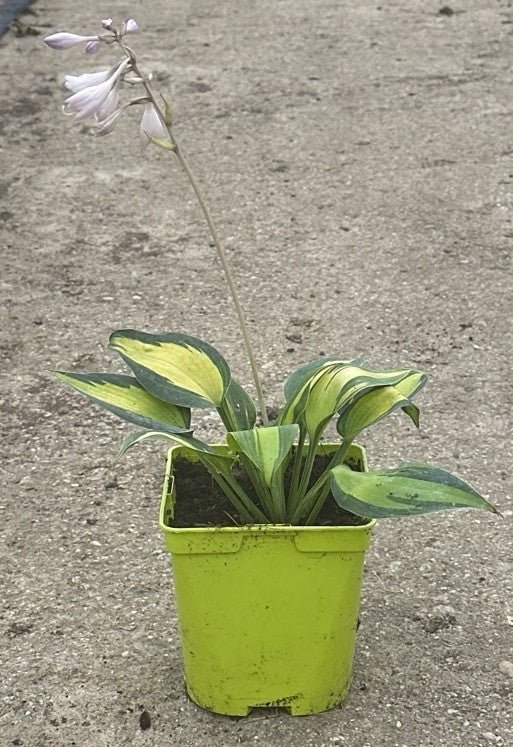 Hosta Sieboldiana - El Nou Garden