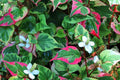 Houttuynia Camaleon - El Nou Garden