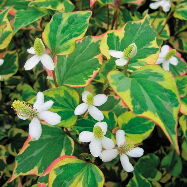 Houttuynia Camaleon - El Nou Garden