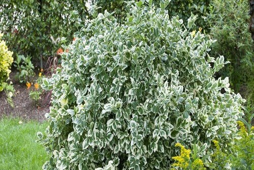 Huso de la fortuna Emerald Gaiety - Euonymus fortunei - El Nou Garden