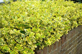 Huso de la fortuna Emerald N Gold - Euonymus fortunei - El Nou Garden