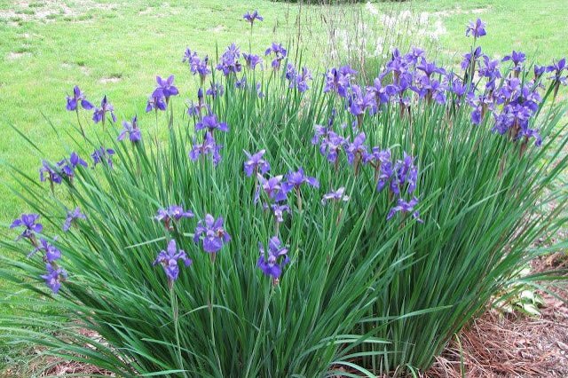 Iris azules - El Nou Garden