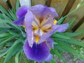 Iris azules - El Nou Garden