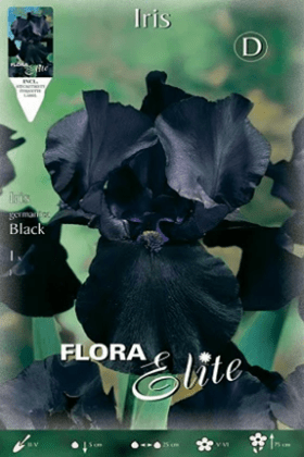 Iris Germanica negro - Bulbos - El Nou Garden