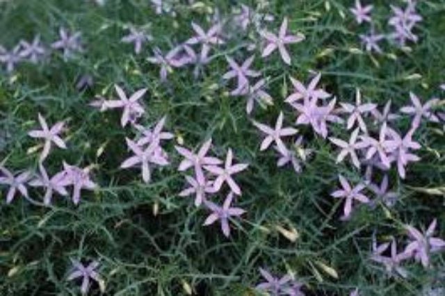 Isotoma axillaris - El Nou Garden