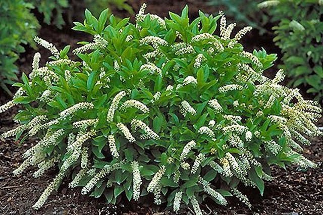 Itea Henry's Garnet - Itea virginica Henry's Garnet - El Nou Garden