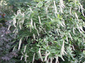 Itea Henry's Garnet - Itea virginica Henry's Garnet - El Nou Garden