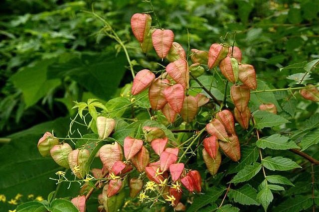 Jabonero de la China - Koelreuteria paniculata - El Nou Garden