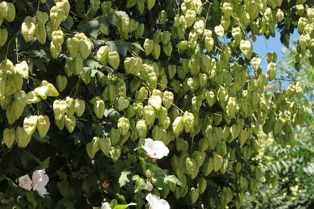 Jabonero de la China - Koelreuteria paniculata - El Nou Garden