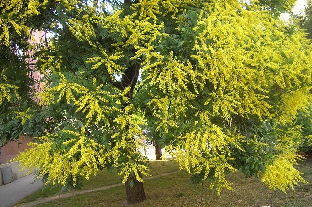 Jabonero de la China - Koelreuteria paniculata - El Nou Garden