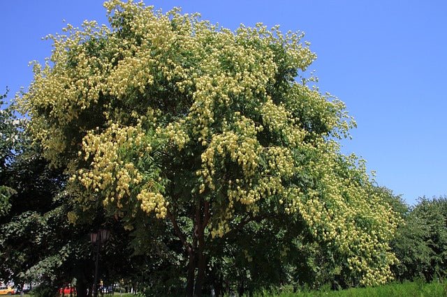 Jabonero de la China - Koelreuteria paniculata - El Nou Garden